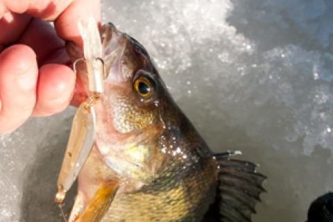 News & Tips: Add Treble Hooks to Tubes for More Action...