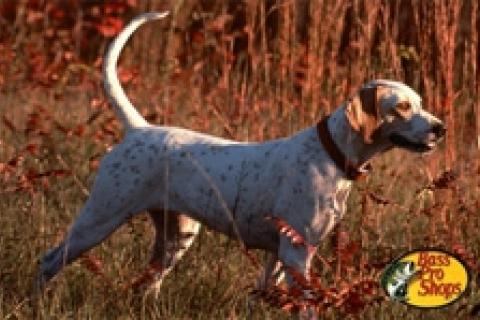 News & Tips: How to Keep Your Hunting Dog Fit Through the Summer...