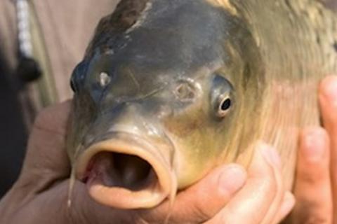News & Tips: Fly Fishing for Carp from an Inner Tube...