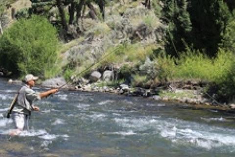 News & Tips: Hoppers on the Gardner River