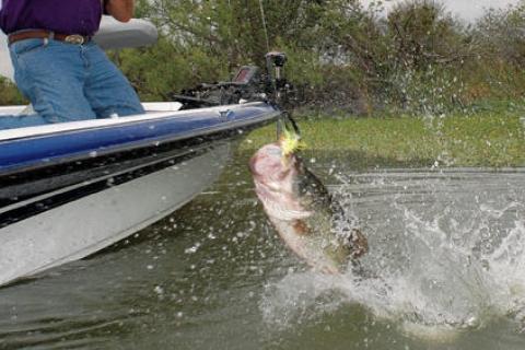 News & Tips: How to Fish June Bass