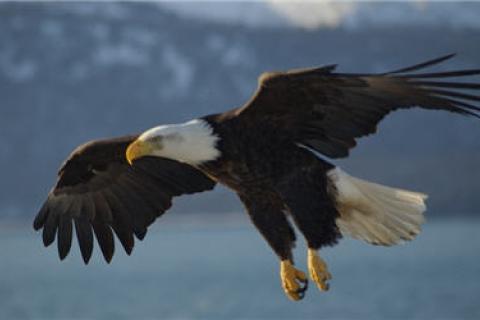 News & Tips: Majestic Bald Eagle Trivia