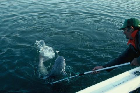 Angler netting a giant catfish off the side of a boat