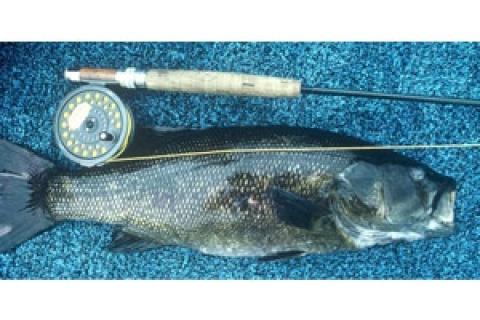News & Tips: Tips for Potomac River Smallmouth Bass Fishing...