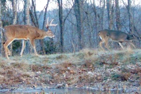 News & Tips: Deer Hunting Strategies: The Late Rut...