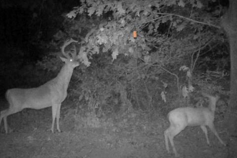 News & Tips: Deer Hunting Strategies: How to Tag a Hit List Buck (video)...