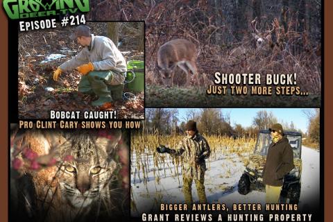 News & Tips: Bucks & Bobcats: Deer hunting & Trapping in The Late Season...