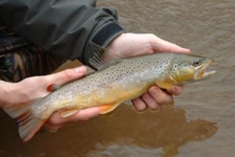 News & Tips: Fishing Stained Water