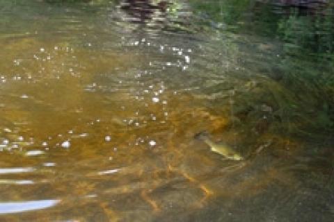 News & Tips: Flat Water Blues