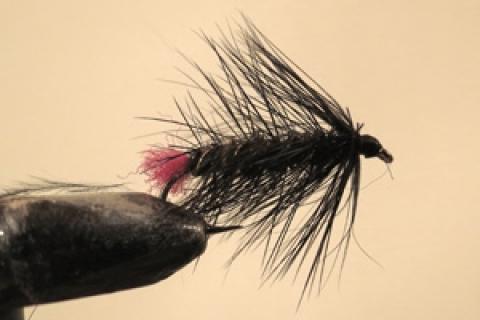News & Tips: Give the Wooly Worm Another Try