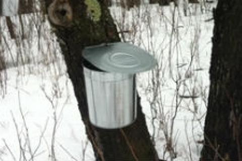News & Tips: Harvesting Your Own Maple Syrup