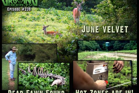 News & Tips: Beautiful Whitetail Bucks In Velvet: Dreams For The Season...