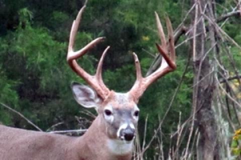 News & Tips: Scoring Whitetail Deer