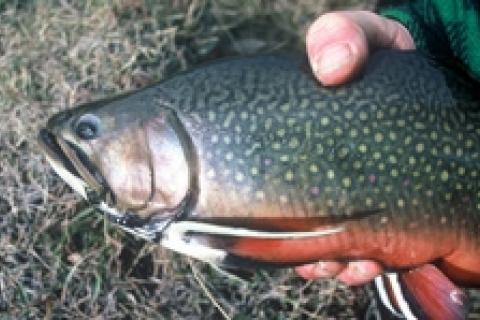 News & Tips: Best Streamer Flies & How to Fish Them...