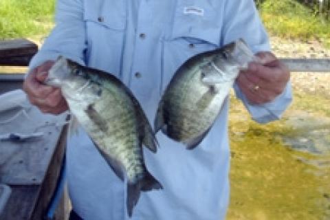 News & Tips: Lake Fork Crappie Fishing
