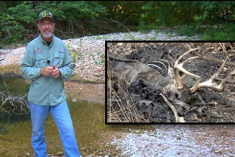 News & Tips: Explaining the Difference in Deer Diseases: EHD and CWD (video)...
