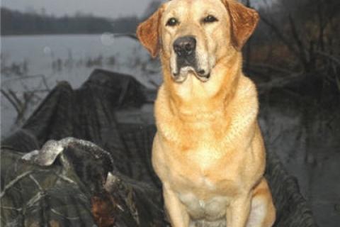 dogs in bass pro