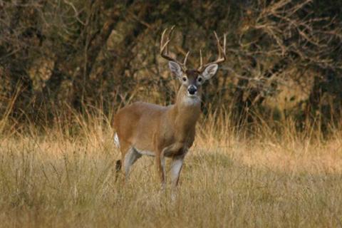 News & Tips: Shotgun or Muzzleloader for Deer?
