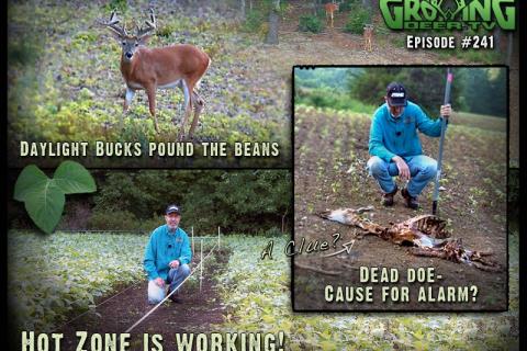 News & Tips: Scouting White-tailed Bucks In Summer: Velvet Antlers...