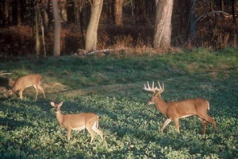 News & Tips: Going Unnoticed in the Field