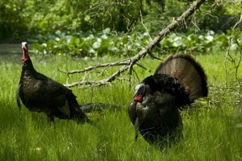 News & Tips: Ten Tips for a Safe Spring Turkey Hunt...