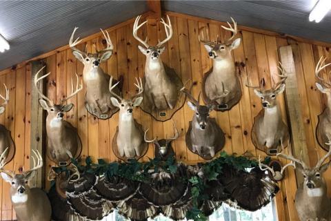 News & Tips: How to Choose the Taxidermy Mount You’ll be Happy With for Years to Come...