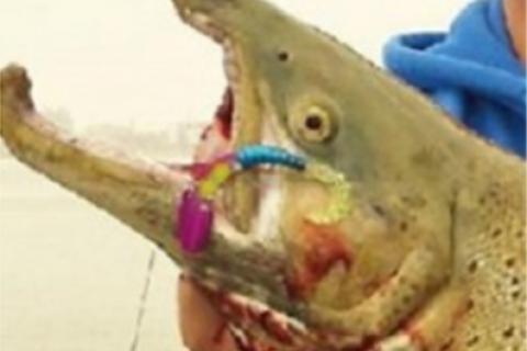 Blade Bait Lake Michigan Salmon and Trout by Blade Bait Lake Michigan Salmon and Trout...