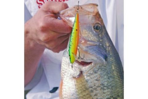 News & Tips: How a Carolina-rigged Crankbait Scores Big Crappie...