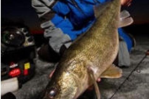 Jason Mitchell releases a nice Winter walleye by Jason Mitchell releases a nice Winter walleye...