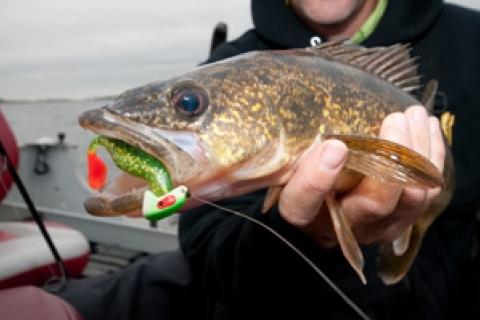 News & Tips: Use a Jig and Minnow for Sluggish Walleye...