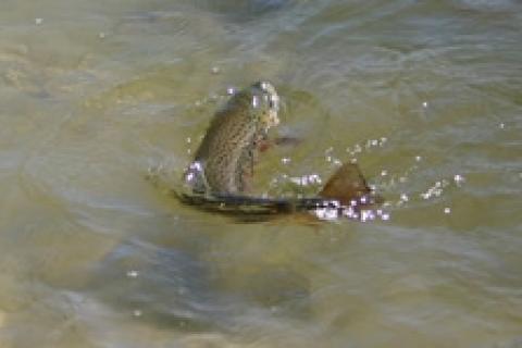 News & Tips: Scout for Trout