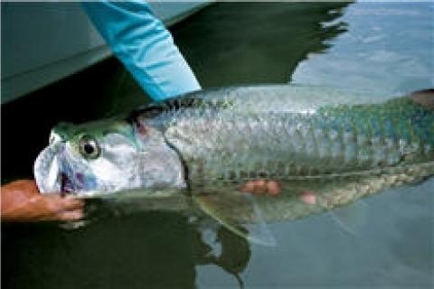 Tarpon Fishing by Tarpon Fishing