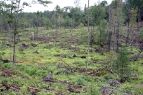 News & Tips: How to Create Woodland Openings for Wildlife...