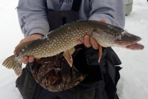 News & Tips: Jigging for Pike