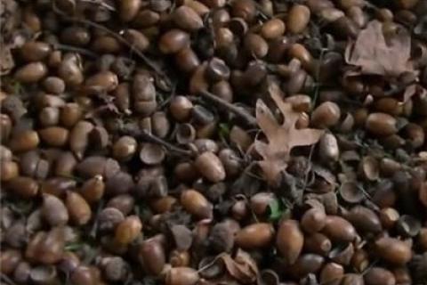 News & Tips: Going Nuts: Acorns Attract More Deer