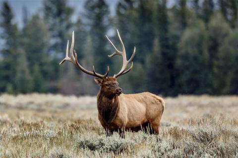 News & Tips: Elk Restoration Featured on Bass Pro Shops Outdoor World Radio...