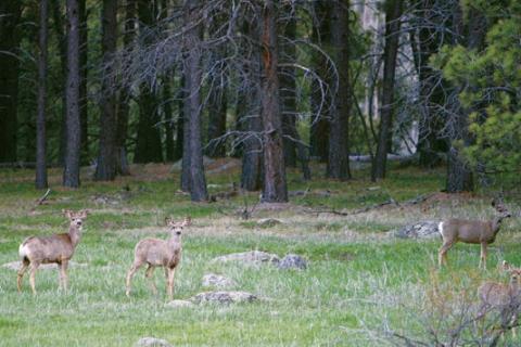 News & Tips: Tips for Hunting Deer in the Rain