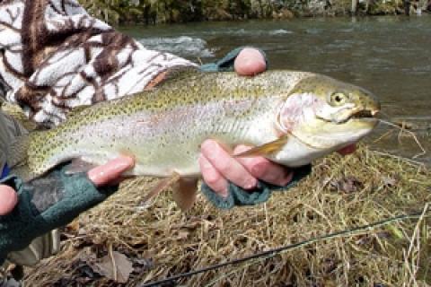 News & Tips: Fly Fishing Tip: The Dependable Wooly Bugger...