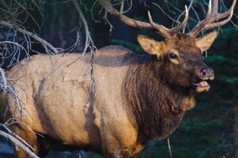 News & Tips: Rocky Mountain Elk Foundation Featured on Bass Pro Shops Outdoor World Radio...