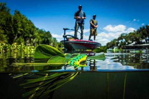 News & Tips: How and When to Throw Toads for Bass