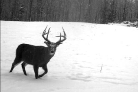 News & Tips: The Scouting Camera Advantage