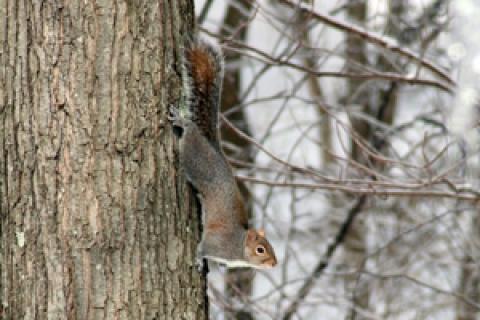 News & Tips: Wildlife in Winter Mode