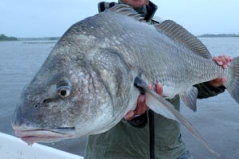 News & Tips: Travel Blog: Following the Drum Beat in Crystal River, Florida...