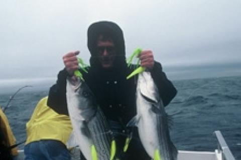 News & Tips: Giant Atlantic Ocean Stripers
