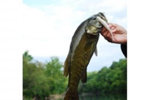 News & Tips: Jerkbaits: A Good Bet for Bass
