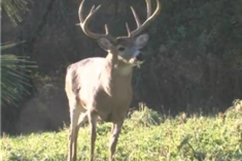 News & Tips: Don't Wait For November To Kill a Rutting Buck...