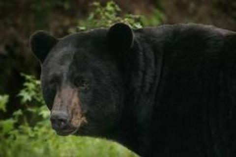 News & Tips: What are the Best Bear Baits?
