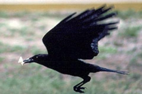 News & Tips: Calling Card for Crafty Crows