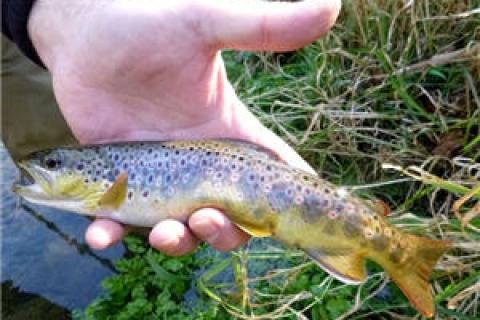 News & Tips: Think Fly Fishing for Brown Trout is Child’s Play? Then Try Central Pennsylvania Streams in the Fall...