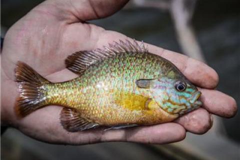 News & Tips: Fishing for Sunfish - Fishing Tip